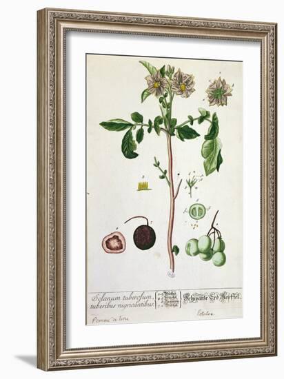 Potato Plant and Fruit, Plate from 'Herbarium Blackwellianum', Published 1757 in Nuremberg, Germany-Elizabeth Blackwell-Framed Giclee Print