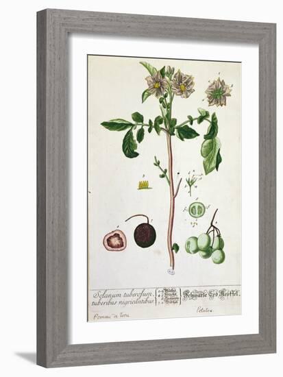 Potato Plant and Fruit, Plate from 'Herbarium Blackwellianum', Published 1757 in Nuremberg, Germany-Elizabeth Blackwell-Framed Giclee Print