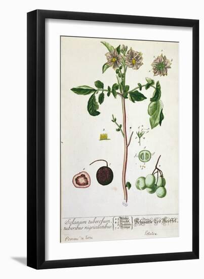 Potato Plant and Fruit, Plate from 'Herbarium Blackwellianum', Published 1757 in Nuremberg, Germany-Elizabeth Blackwell-Framed Giclee Print