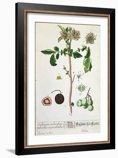 Potato Plant and Fruit, Plate from 'Herbarium Blackwellianum', Published 1757 in Nuremberg, Germany-Elizabeth Blackwell-Framed Giclee Print