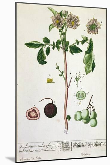 Potato Plant and Fruit, Plate from 'Herbarium Blackwellianum', Published 1757 in Nuremberg, Germany-Elizabeth Blackwell-Mounted Giclee Print