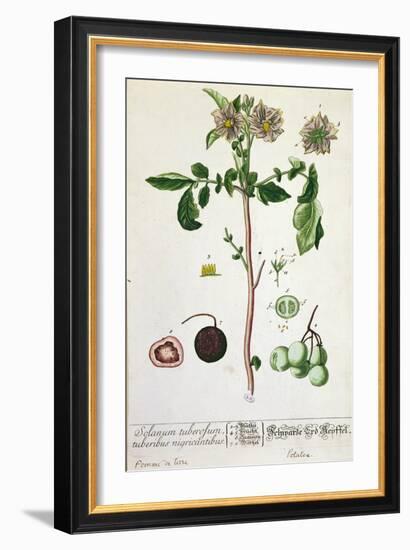 Potato Plant and Fruit, Plate from 'Herbarium Blackwellianum', Published 1757 in Nuremberg, Germany-Elizabeth Blackwell-Framed Giclee Print