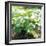 Potato Plant-David Munns-Framed Premium Photographic Print