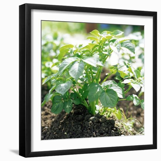 Potato Plant-David Munns-Framed Premium Photographic Print