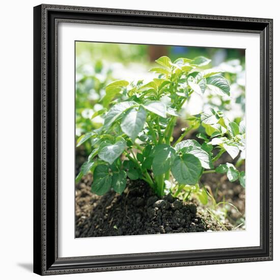 Potato Plant-David Munns-Framed Premium Photographic Print