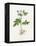 Potato (Solanum Tuberosum)-Lizzie Harper-Framed Premier Image Canvas