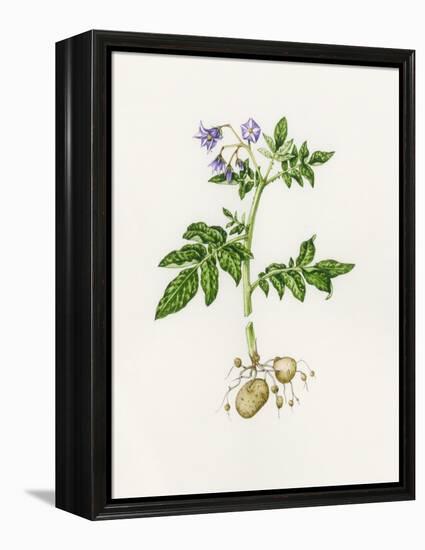 Potato (Solanum Tuberosum)-Lizzie Harper-Framed Premier Image Canvas