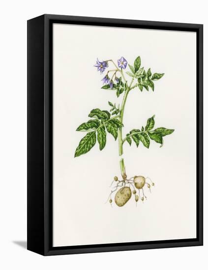 Potato (Solanum Tuberosum)-Lizzie Harper-Framed Premier Image Canvas