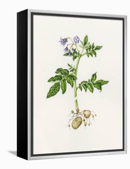 Potato (Solanum Tuberosum)-Lizzie Harper-Framed Premier Image Canvas