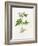 Potato (Solanum Tuberosum)-Lizzie Harper-Framed Photographic Print