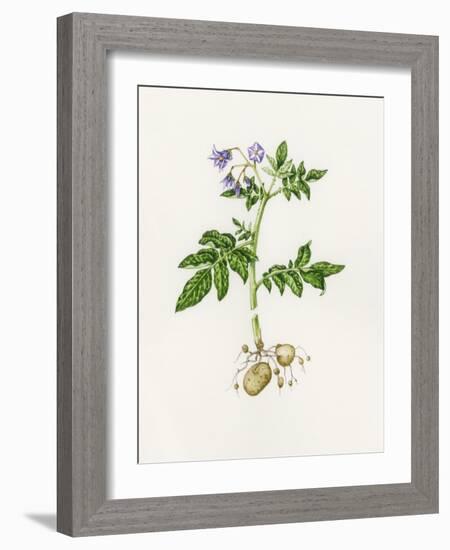 Potato (Solanum Tuberosum)-Lizzie Harper-Framed Photographic Print