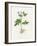 Potato (Solanum Tuberosum)-Lizzie Harper-Framed Photographic Print