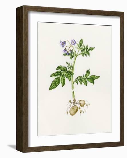 Potato (Solanum Tuberosum)-Lizzie Harper-Framed Photographic Print