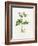 Potato (Solanum Tuberosum)-Lizzie Harper-Framed Photographic Print