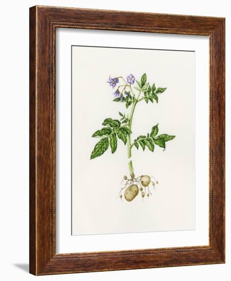 Potato (Solanum Tuberosum)-Lizzie Harper-Framed Photographic Print
