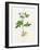 Potato (Solanum Tuberosum)-Lizzie Harper-Framed Photographic Print