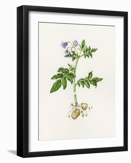 Potato (Solanum Tuberosum)-Lizzie Harper-Framed Photographic Print