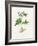 Potato (Solanum Tuberosum)-Lizzie Harper-Framed Photographic Print