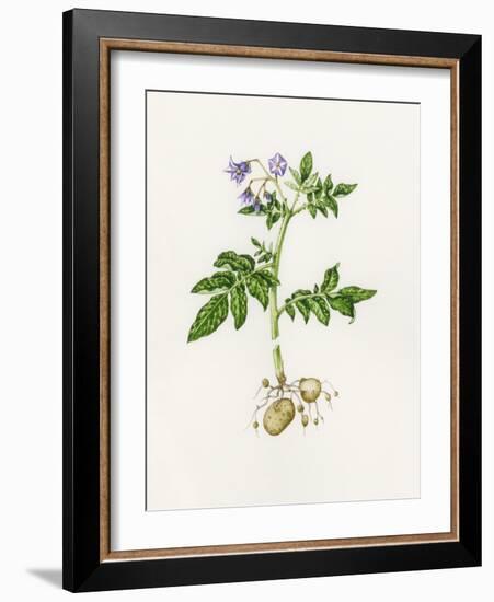 Potato (Solanum Tuberosum)-Lizzie Harper-Framed Photographic Print