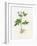 Potato (Solanum Tuberosum)-Lizzie Harper-Framed Photographic Print