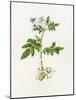 Potato (Solanum Tuberosum)-Lizzie Harper-Mounted Photographic Print