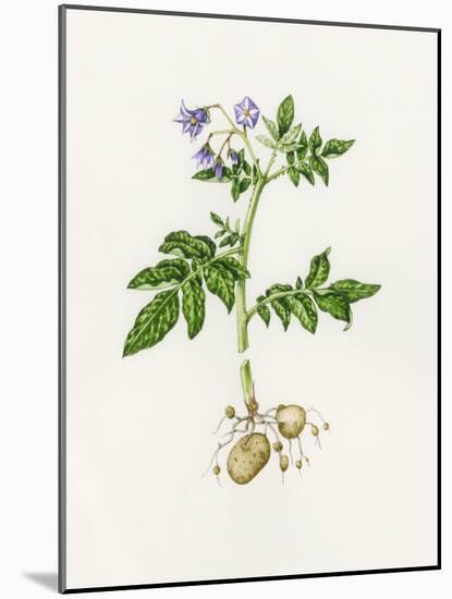 Potato (Solanum Tuberosum)-Lizzie Harper-Mounted Photographic Print