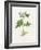 Potato (Solanum Tuberosum)-Lizzie Harper-Framed Photographic Print