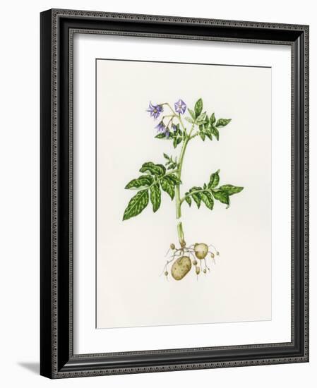 Potato (Solanum Tuberosum)-Lizzie Harper-Framed Photographic Print