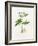 Potato (Solanum Tuberosum)-Lizzie Harper-Framed Photographic Print