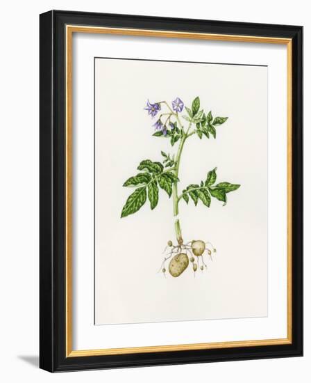 Potato (Solanum Tuberosum)-Lizzie Harper-Framed Photographic Print