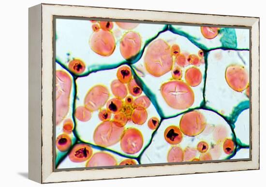 Potato Starch Grains, Light Micrograph-Dr. Keith Wheeler-Framed Premier Image Canvas