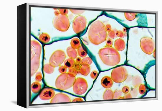 Potato Starch Grains, Light Micrograph-Dr. Keith Wheeler-Framed Premier Image Canvas