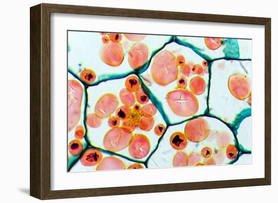 Potato Starch Grains, Light Micrograph-Dr. Keith Wheeler-Framed Photographic Print