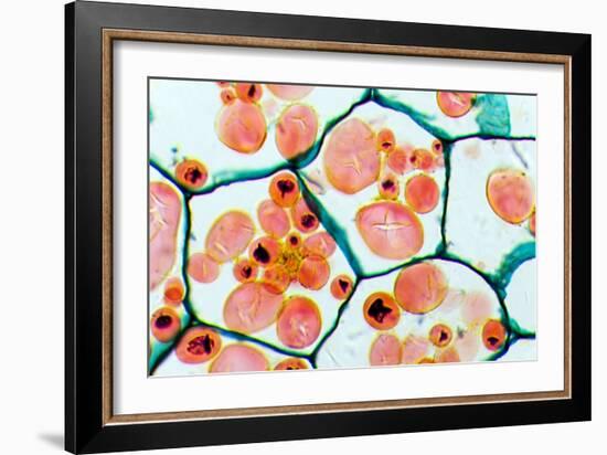 Potato Starch Grains, Light Micrograph-Dr. Keith Wheeler-Framed Photographic Print