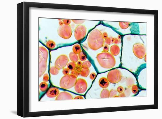 Potato Starch Grains, Light Micrograph-Dr. Keith Wheeler-Framed Photographic Print