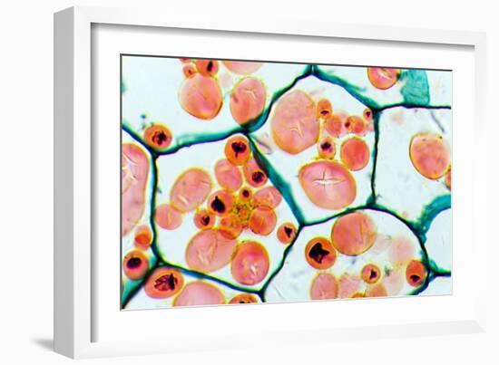 Potato Starch Grains, Light Micrograph-Dr. Keith Wheeler-Framed Photographic Print