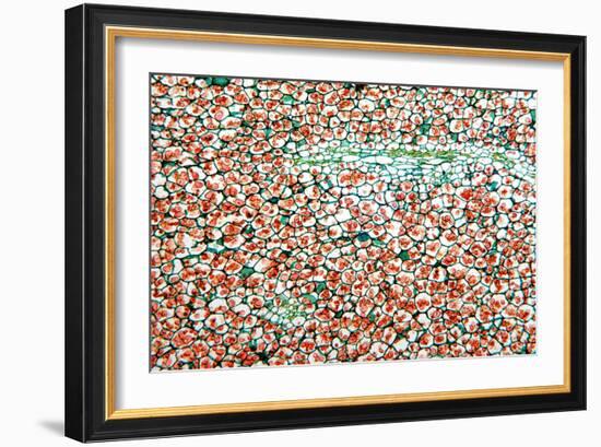 Potato Starch Grains, Light Micrograph-Dr. Keith Wheeler-Framed Photographic Print