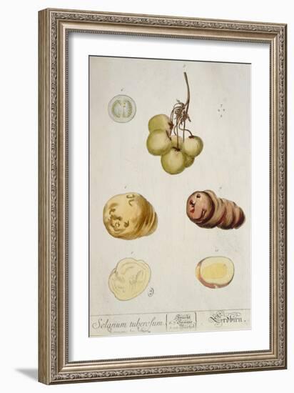 Potato Tubers, Plate from 'Herbarium Blackwellianum' Published in Nuremberg 1757-Elizabeth Blackwell-Framed Giclee Print