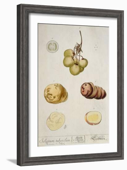 Potato Tubers, Plate from 'Herbarium Blackwellianum' Published in Nuremberg 1757-Elizabeth Blackwell-Framed Giclee Print