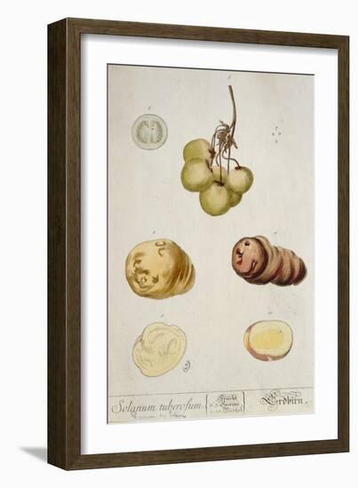 Potato Tubers, Plate from 'Herbarium Blackwellianum' Published in Nuremberg 1757-Elizabeth Blackwell-Framed Giclee Print