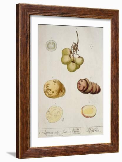 Potato Tubers, Plate from 'Herbarium Blackwellianum' Published in Nuremberg 1757-Elizabeth Blackwell-Framed Giclee Print