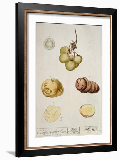 Potato Tubers, Plate from 'Herbarium Blackwellianum' Published in Nuremberg 1757-Elizabeth Blackwell-Framed Giclee Print