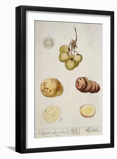 Potato Tubers, Plate from 'Herbarium Blackwellianum' Published in Nuremberg 1757-Elizabeth Blackwell-Framed Giclee Print