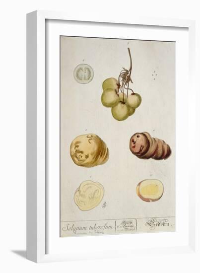 Potato Tubers, Plate from 'Herbarium Blackwellianum' Published in Nuremberg 1757-Elizabeth Blackwell-Framed Giclee Print