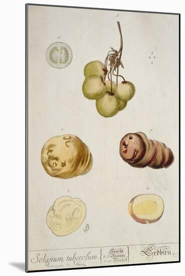 Potato Tubers, Plate from 'Herbarium Blackwellianum' Published in Nuremberg 1757-Elizabeth Blackwell-Mounted Giclee Print