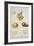 Potato Tubers, Plate from 'Herbarium Blackwellianum' Published in Nuremberg 1757-Elizabeth Blackwell-Framed Giclee Print