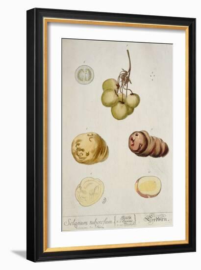 Potato Tubers, Plate from 'Herbarium Blackwellianum' Published in Nuremberg 1757-Elizabeth Blackwell-Framed Giclee Print