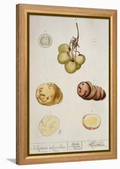 Potato Tubers, Plate from 'Herbarium Blackwellianum' Published in Nuremberg 1757-Elizabeth Blackwell-Framed Premier Image Canvas