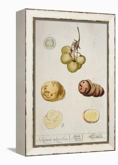 Potato Tubers, Plate from 'Herbarium Blackwellianum' Published in Nuremberg 1757-Elizabeth Blackwell-Framed Premier Image Canvas