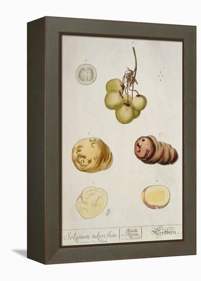 Potato Tubers, Plate from 'Herbarium Blackwellianum' Published in Nuremberg 1757-Elizabeth Blackwell-Framed Premier Image Canvas